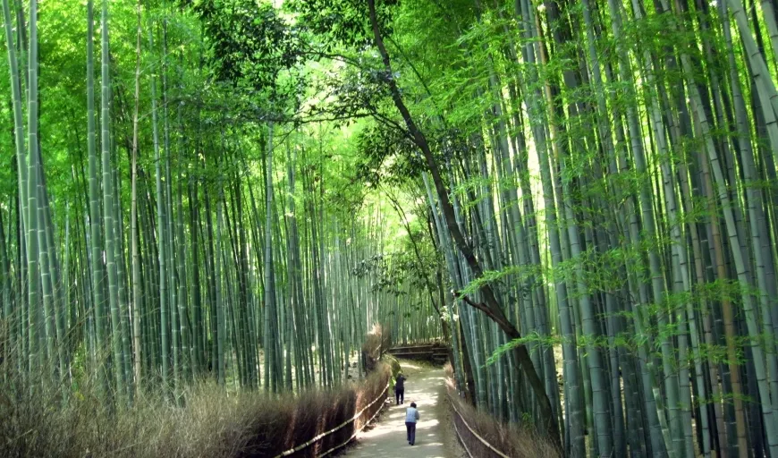 bamboo forest arashiyama sagano