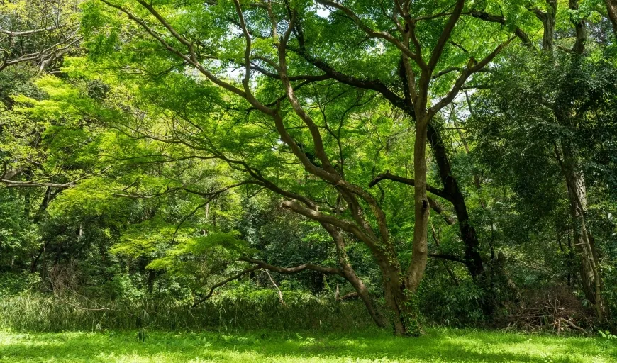 Meiji Jingu Artifial Forest