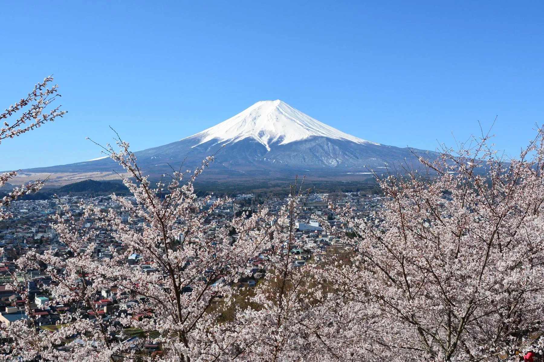 fuji sakura